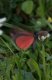 Moths: Cinnabar - taking flight (Tyria jacobaeae)